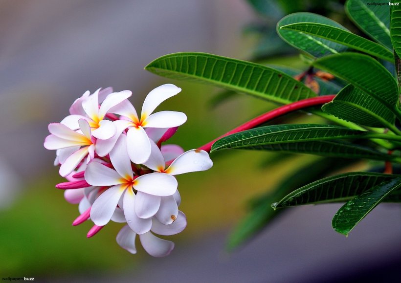 plumeria_b_white