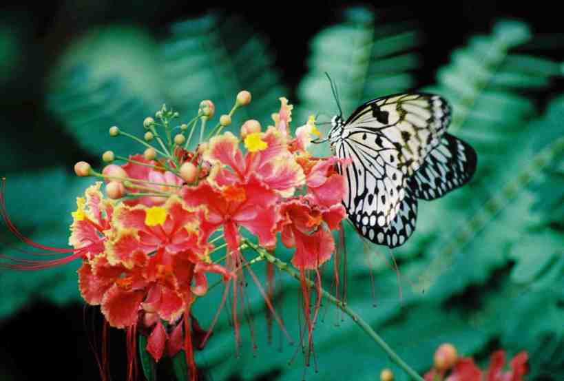 tropical flower butterfly