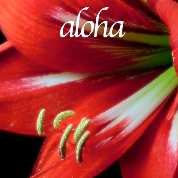 aloha_hibiscus_red_macro