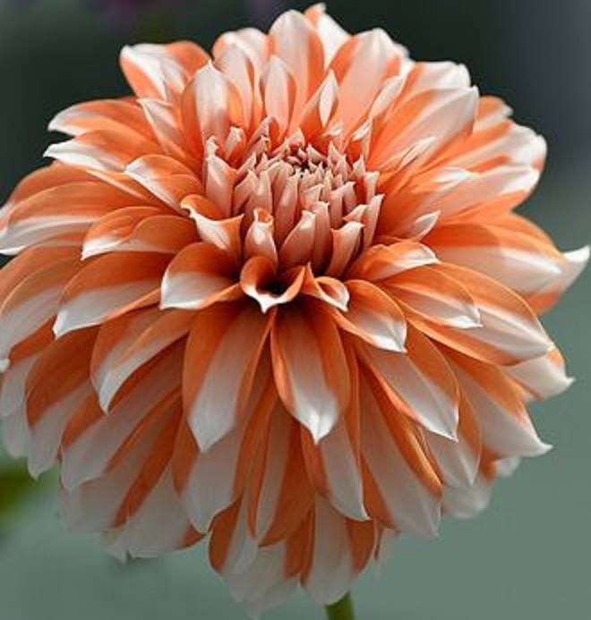 flowers_dahlia_orange