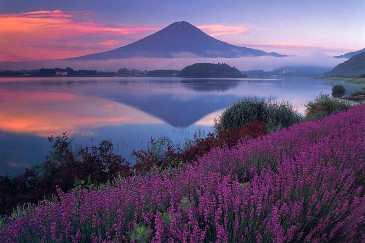 fuji_lavender_japan