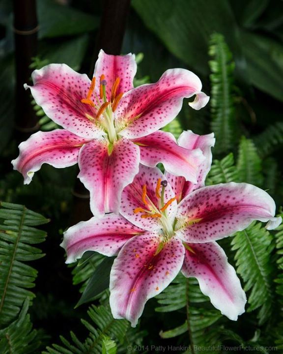 lillies_stargazers