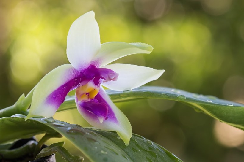 orchid_Bellina