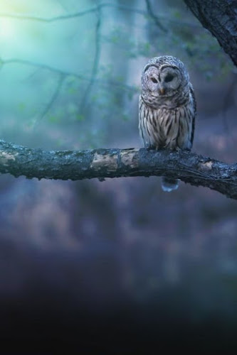 owl_barred_pondering