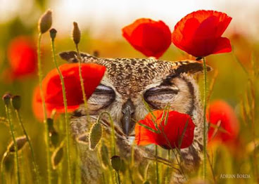 owl_poppies