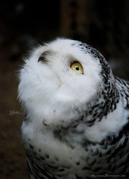 owl_white_gazing