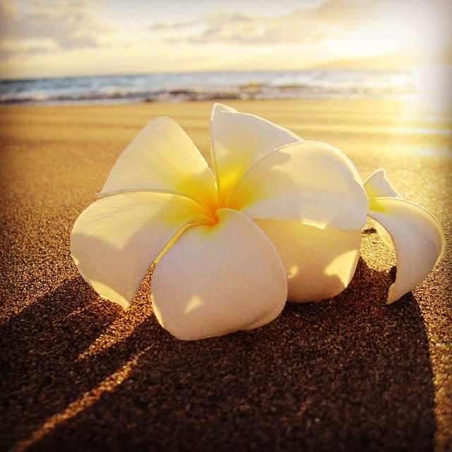 Beach Plumeria