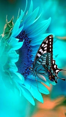 blue_sunflower butterfly
