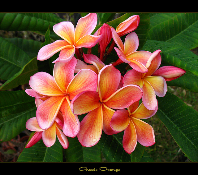 exotic_plumeria2