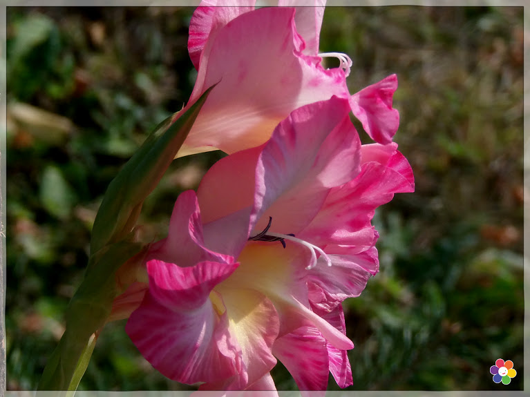 flowers_gladiolus
