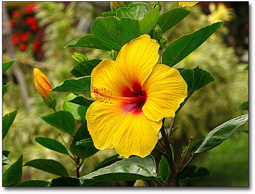 Hibiscus-Yellow2