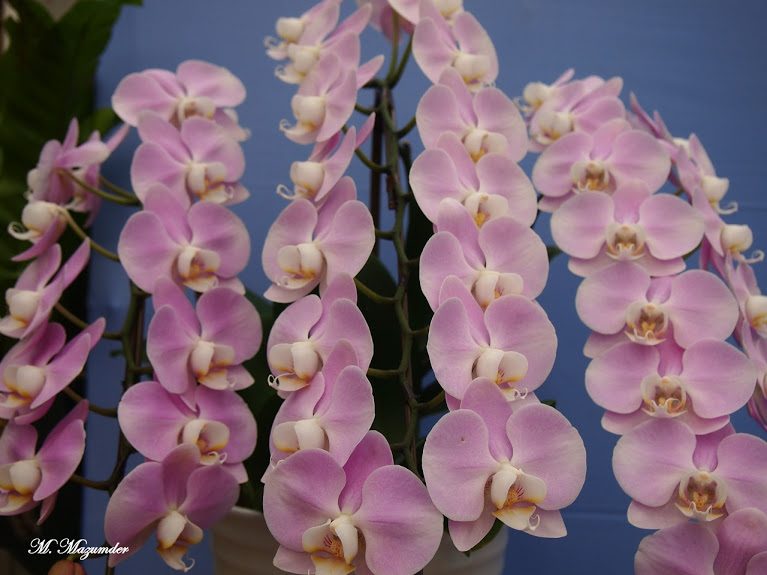 Phalaenopsis featured at Himeji Botanical Garden, Japan