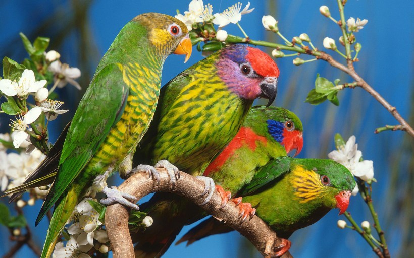 Lorikeets, Loris