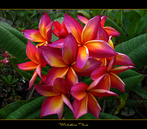 plumeria_metallica_thai
