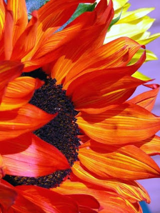 sunflower_orange