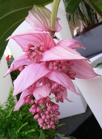flowers_exotic pinks