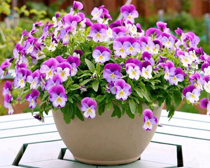 flowers_pansies