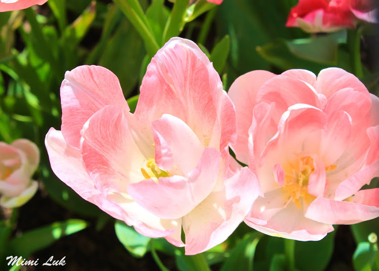 flowers_pink tulips