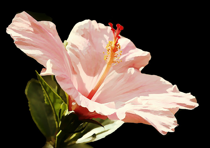 flowers_Seminole Pink Hibiscus
