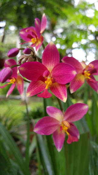 orchids_fuschia_pink_