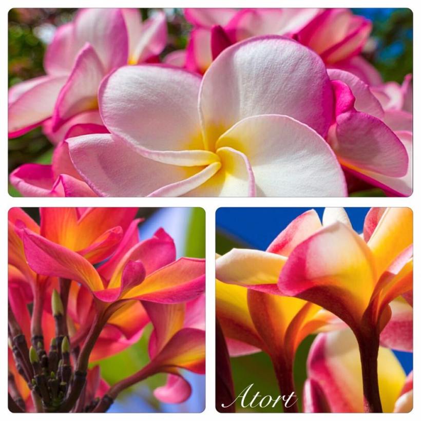 plumerias_assorted