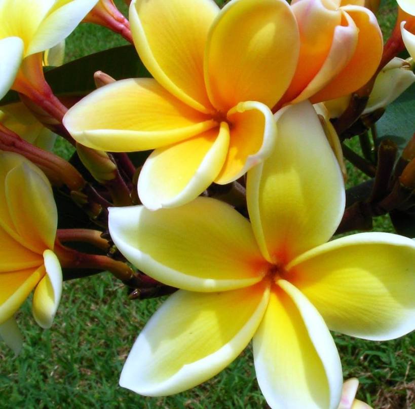 yellow plumeria
