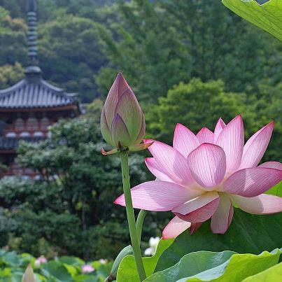 487934_436383516404173_2085750944_n