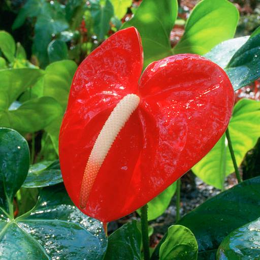 anthurium_red