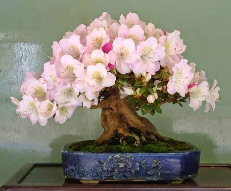 bonsai_hibiscus