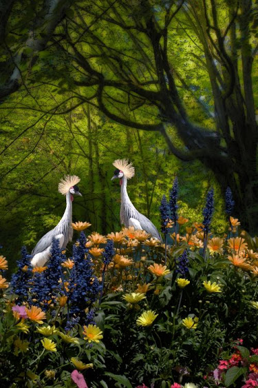 cranes_flower_garden