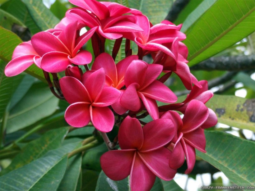 exotic-flowers-wallpapers-1024x768