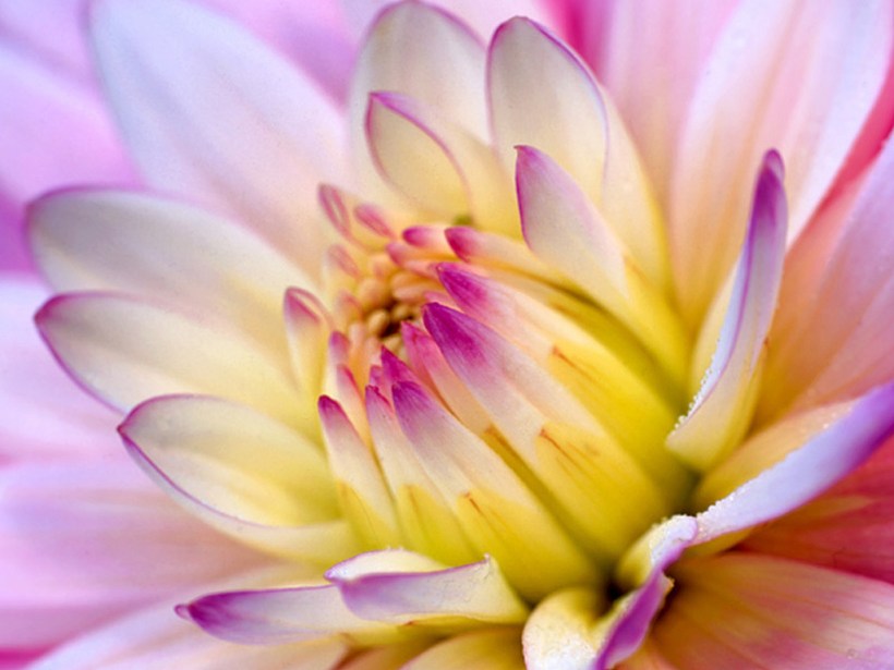 Flower-Wallpaper-flowers-249402_1024_768