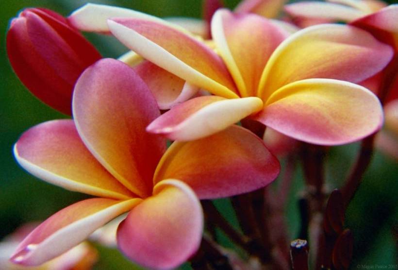 flowers_plumeria-beautiful