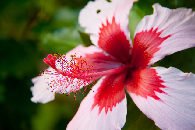 hibiscus_fancyredwhite
