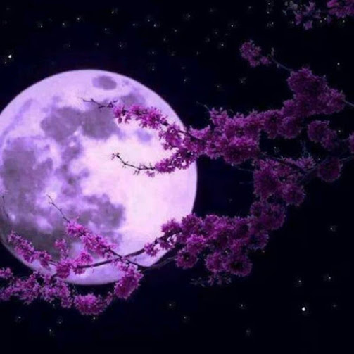 lavender_full_moon