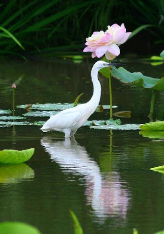 lotus_ibis