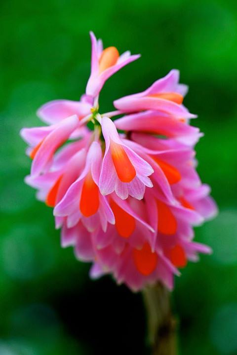 orchid_dendrobium_pseudoglomeratum