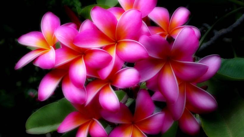 plumeria_glowing_pink_macro