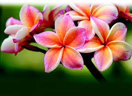 plumeria_smallyellowrosey