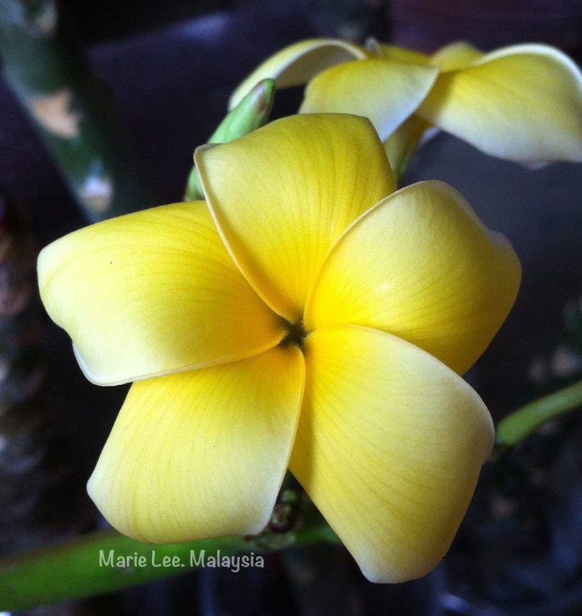 plumeria_yellow