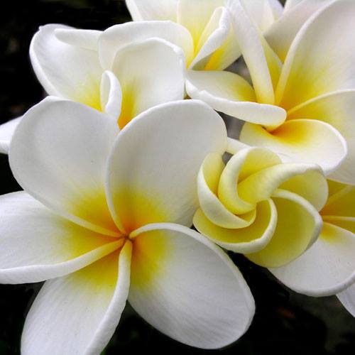 aloha_plumeria2