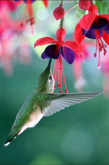 flowers-hummer=fuschia