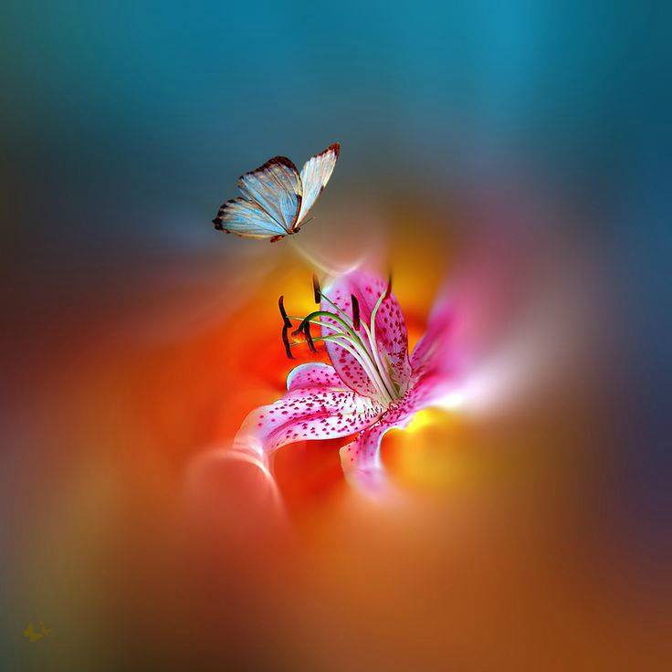flowers-stargazer-butterfly