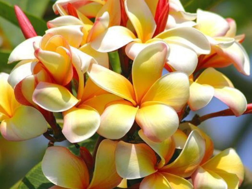 flowers_plumerias_HD