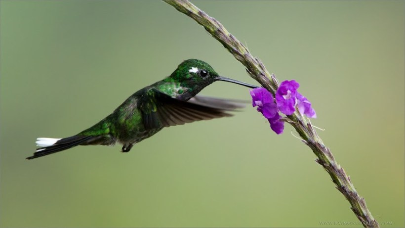 hummer-small-purple-flower