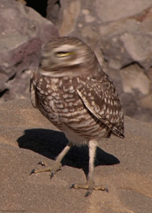 owl_Burrowing Owl