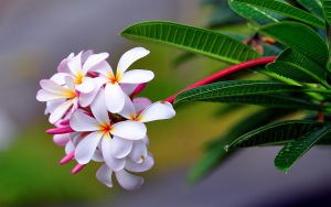 plumeria-exotic-drop-freshness-sharpness