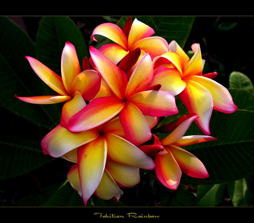 plumeria-tahitian-rainbow