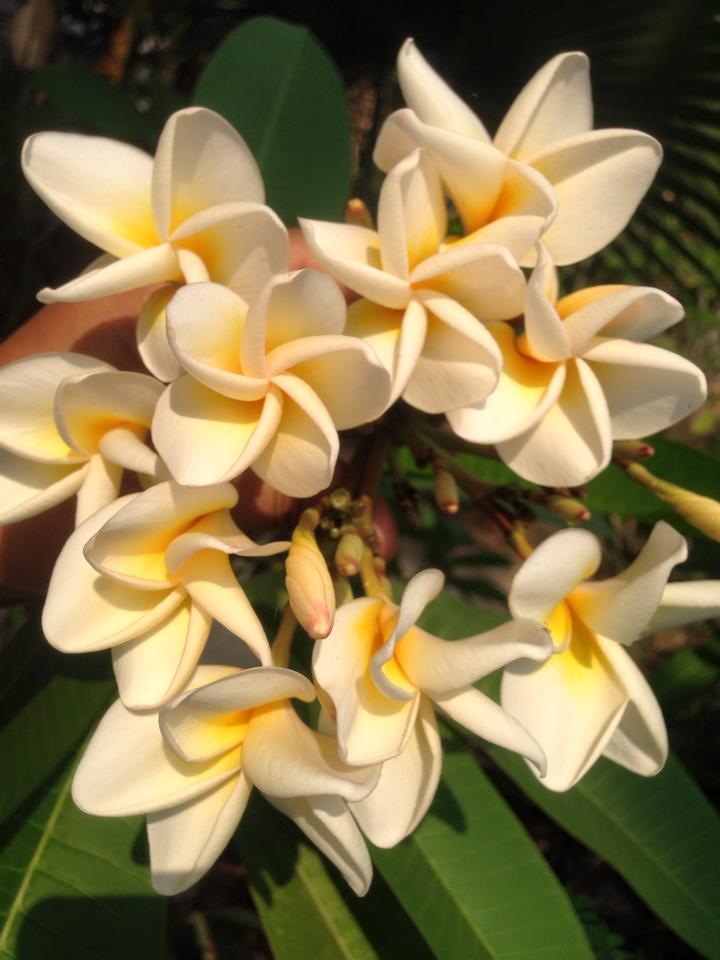 plumeria_cream1