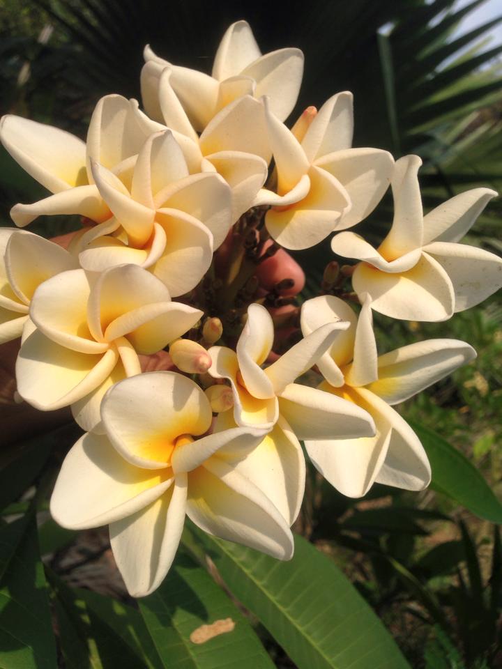 plumeria_cream2